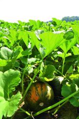 БЕППО F1, 1п.о. 18000,00 нас., 2025, Ранньостиглий, Saatbau (Заатбау), Saatbau Linz, да