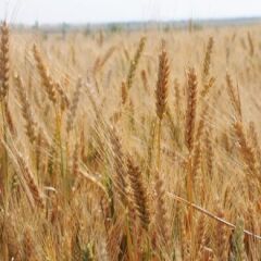 Озима пшениця КВС Спенсер, тонна, в мішках по 50 кг., 1 репродукція