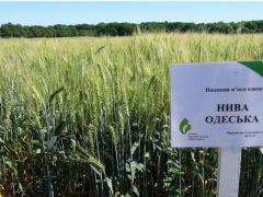 Озимая пшеница Нива Одесская, элита