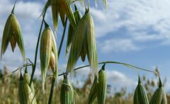 АЙВОРІ, 1 тонна, біг-бег, Перша