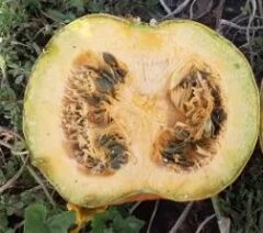 ЕНЦО F1, 1п.о. 18000,00 нас., 2025, Середньостиглий, Saatbau (Заатбау), Saatbau Linz, да