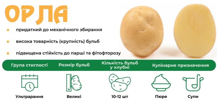 Картофель Орла (Голландия), ультраранний, в сетке 20 кг