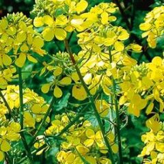 Андромеда, 2 репродукція, 2024