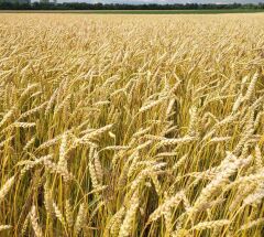 Пшениця озима Балагура, 1 тонна, біг-бег, Еліта