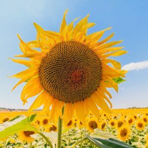 HIBRISOL SU + OR7 (Гібрісол), 2024, Гранстар, Середньоранній, 108, Mirasol Seed, Mirasol Seed, Іспанія, A, B, C, D, E, F, G, да