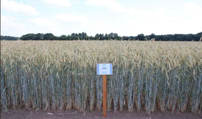 Насіння жита озимого сорту Кобза , 1 тонна, біг-бег, Супереліта