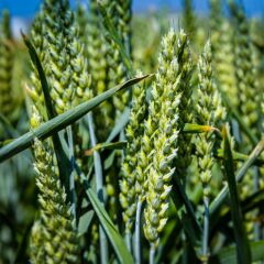 КВС КАРУСУМ, 1 тонна, біг-бег, Перша