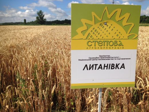 Пшениця озима сорт Литанівка, 1 репродукція