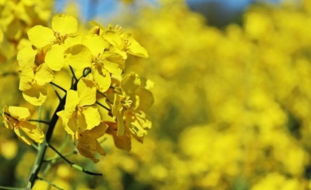 Ріпак Селавік, Класичний, озимий, Seed Grain, Канада, середньостиглий, 285–295, 60-69, 1,5 млн.насінин.