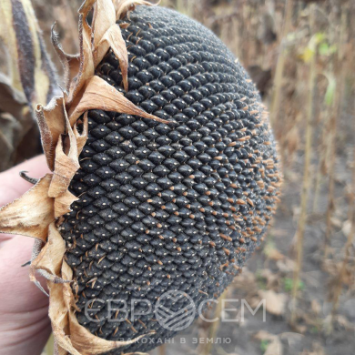 TOР 7+ СУМО (NS 7749), Премиум, 2025, Гранстар, Ультраранние, < 100, ЕВРОСЕМ, NS Seme, A, B, C, D, E, F, G, да