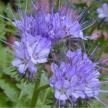 Зоряна, 50 кг, Україна, Фацелія