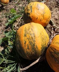 ПАБЛО F1, 1п.о. 18000,00 нас., 2025, Ранньостиглий, Saatbau (Заатбау), Saatbau Linz, да