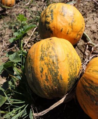 ПАБЛО F1, 1п.о. 18000,00 нас., 2025, Ранньостиглий, Saatbau (Заатбау), Saatbau Linz, да