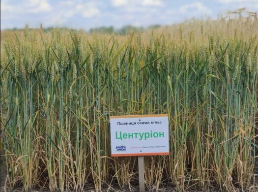 Пшениця Центуріон, тонна, в мішках по 50 кг., 1 репродукція