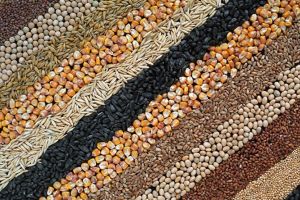 Україна торік експортувала насіння на рекордну суму - експерти