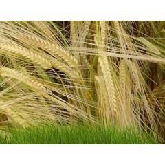 ВАКУЛА, тонна, в мешках по 50 кг., Элита