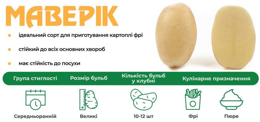 Картопля Маверік (Голландія), середньостигла в сітці 5 кг