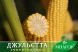 Суперсладкая кукуруза Джульетта F1 био, 100 000 семян (1,8 га), Желтый, Супер сладкая Sh2, Украина, Среднеспелый, Сахарная кукуруза, 81-85