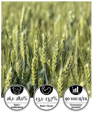 Озима пшениця Актівус, 1 тонна, біг-бег, 1 репродукція