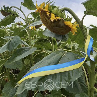 ГРУТ (NS 6343), Премиум, 2024, Clearfield, Среднеранний (110-115 дн.), ЕВРОСЕМ, NS Seme, A, B, C, D, E, да