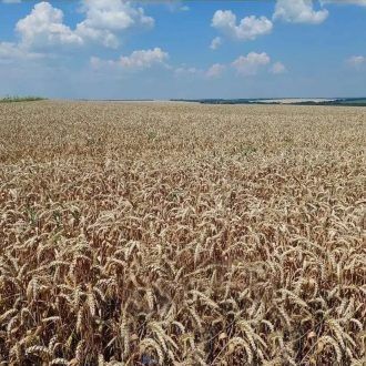 Озима пшениця Катаріна, 1 тонна, біг-бег, 1 репродукція