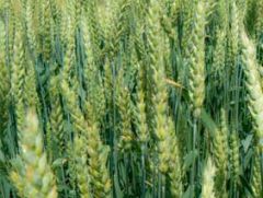 Пшениця Лінус, тонна, в мішках по 50 кг., 1 репродукція