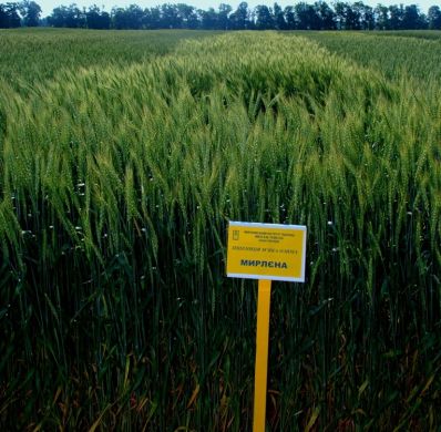 Семена озимой пшеницы Мирлена, 1 репродукция