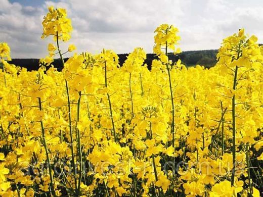 Ріпак Мігель, Класичний, озимий, Seed Grain, Канада, середньоранній, 295-300, 60-69, 1,5 млн.насінин.