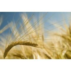 АДАПТ, тонна, в мешках по 50 кг., Элита