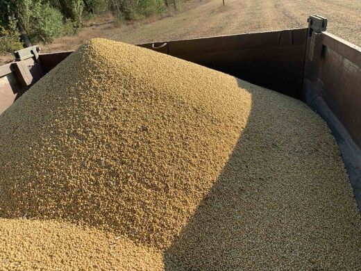 Насіння сої AG 0506, 90-95, Гліфосат