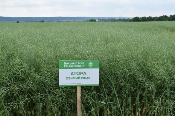 Насіння озимого ріпаку Атора, Класичний, озимий, Лембке NPZ, середньопізній, 50-59