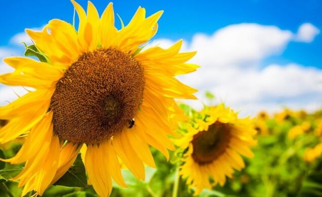 ГІБРИД СОНЯШНИКА САЙРУС SU, 2024, Гранстар, Seed Grain, Seed Grain, Канада, A, B, C, D, E, F, G