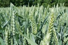 Софія Київська, тонна, в мішках по 50 кг., Супереліта