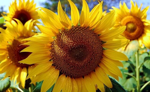 ГІБРИД СОНЯШНИКА АСТРАЛІС КЛП, 2024, Clearfield, Seed Grain, Seed Grain, Канада, A, B, C, D, E, F, G, да