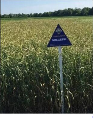 Ячмінь ярий Модерн, 1 тонна, біг-бег, 1 репродукція