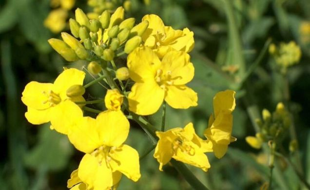 Сорт ріпаку Юкон, Класичний, озимий, Seed Grain, Канада, середньоранній, 275-285, 50-59, 1,5 млн.насінин.