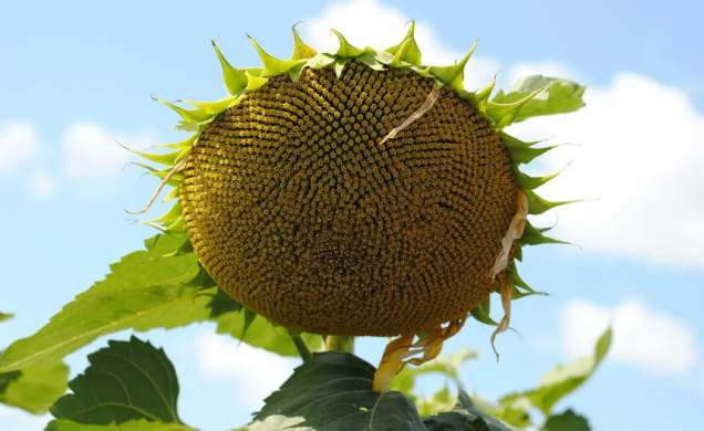 КОНДИТЕРСЬКИЙ СОНЯШНИК ХАММЕР, 2024, Класичний, Середньоранній, Seed Grain, Seed Grain, Канада, A, B, C, D, E, F, да
