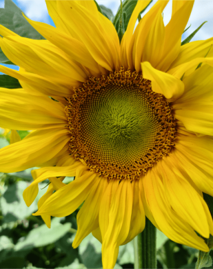 АМАТО, Эконом, 2023, Гранстар, Среднеспелый, 110 дн., ВНИС, ВНИС, Украина, A, B, C, D, E, F, G, да