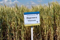 ПЕРЕМОГА ОДЕСЬКА, тонна, в мішках по 50 кг., Еліта