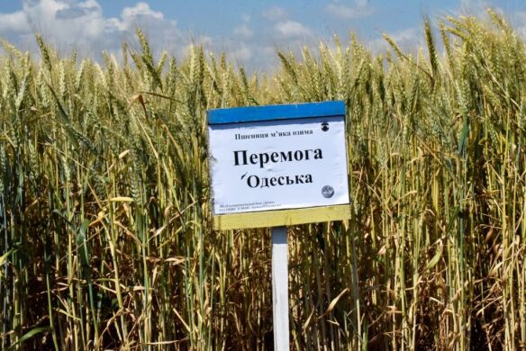 ПЕРЕМОГА ОДЕСЬКА, тонна, в мішках по 50 кг., Супереліта