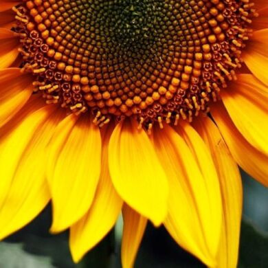 РАПІД, Стандарт, 2025, Гранстар, Середньоранній (110-115 дн.), ТОВ НВП "УКРАГРОСЕЛЕКТ", ТОВ НВП "УКРАГРОСЕЛЕКТ", A, B, C, D, E, F, да