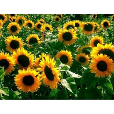 РАПІД, Стандарт, 2025, Гранстар, Середньоранній (110-115 дн.), ТОВ НВП "УКРАГРОСЕЛЕКТ", ТОВ НВП "УКРАГРОСЕЛЕКТ", A, B, C, D, E, F, да