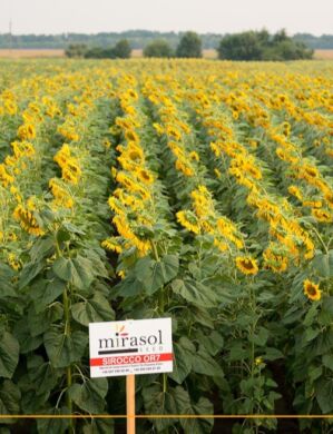 Гибрид подсолнечника Сирокко OR 7, Классический, Среднеранний, 108, Mirasol Seed, Mirasol Seed, Іспанія, A, B, C, D, E, F, G, да
