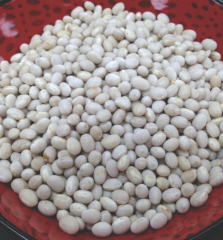 SV1893GH, 1 репродукция, 2025