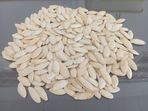 Насіння гарбуза ТУРКА, 2025