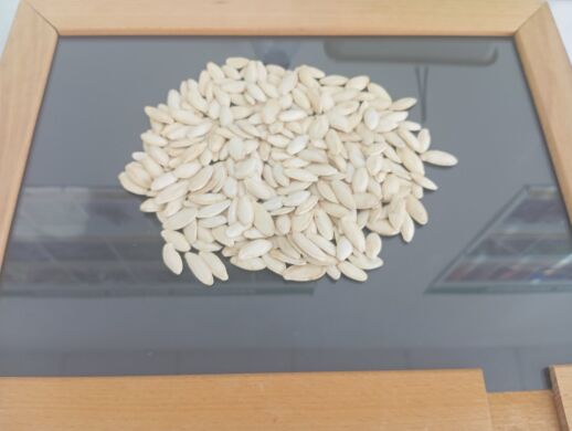 Насіння гарбуза ТУРКА, 2025