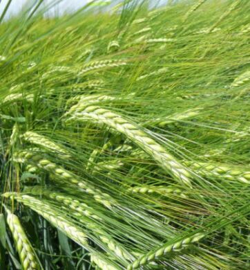 Ярий ячмінь Бенте, 1 тонна, біг-бег, Еліта