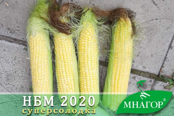 Цукрова кукурудза біо НБМ 2020 F1, 20 000 насінин (36 соток), Жовтий, Україна, Консервація, Свіжий ринок, Середньостиглий, Цукрова кукурудза, 76-80