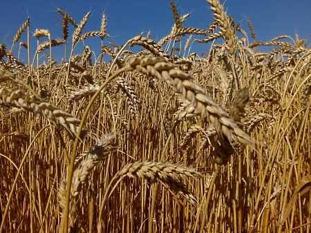 Пшениця яра Елегія Миронівська, тонна, в мішках по 50 кг., Еліта