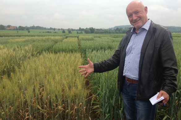 Озимая пшеница Ампер, тонна, в мешках по 50 кг., Элита